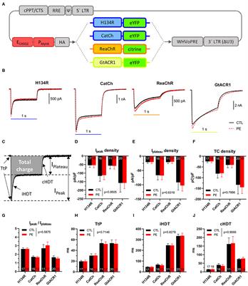 The Effects of Repetitive Use and Pathological Remodeling on Channelrhodopsin Function in Cardiomyocytes